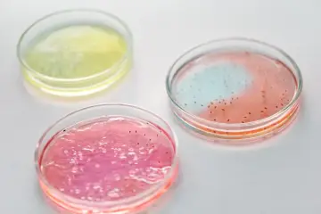 Modelo de machine learning predice interacciones fago-bacteria a nivel de cepa desde el genoma