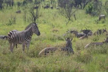 Fotografía de archivo que ilustra: DeepMind entrena modelos para detectar y contar fauna en Serengeti automáticamente