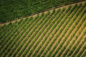 Sistema español de drones y sensores de IA optimiza riego en olivos y pistachos