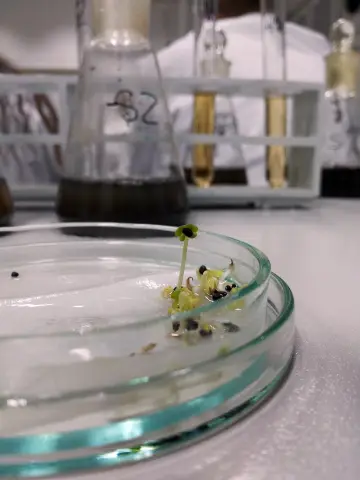 Organoides cerebrales cultivados en laboratorio podrían reemplazar redes neuronales artificiales