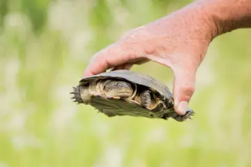 Fotografía de archivo que ilustra: DeepMind impulsa reconocimiento facial de tortugas para conservación con reto de aprendizaje automático