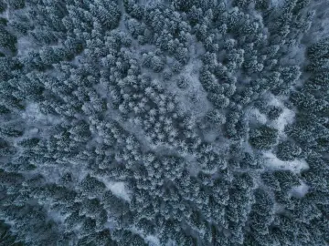 Finlandia paraliza las obras de dos centros de datos de Google por talar bosque antes de la evaluación ambiental