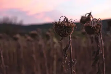 Fotografía de archivo que ilustra: Agricultor pierde 10 hectáreas de sésamo tras seguir recomendaciones erróneas de IA