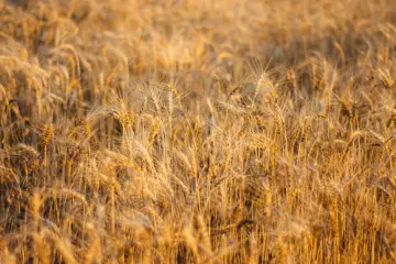 Fotografía de archivo que ilustra: Bayer Crop Science despliega un motor agéntico multiagente sobre Amazon Bedrock AgentCore