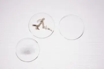 Investigadores amplían la arquitectura JEPA de LeCun a un modelo mundial universal aplicable de la física a la biología