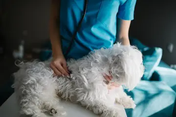 Fotografía de archivo que ilustra: Samsung lanza función de diagnóstico veterinario con IA en SmartThings