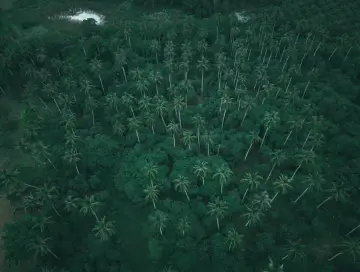 Fotografía de archivo que ilustra: Google DeepMind publica un mapa global de 10 metros que clasifica los tipos de bosque y sus cambios anuales