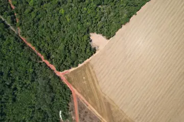 Fotografía de archivo que ilustra: Google DeepMind y WRI publican ForTy, un mapa global que clasifica bosques y plantaciones con IA