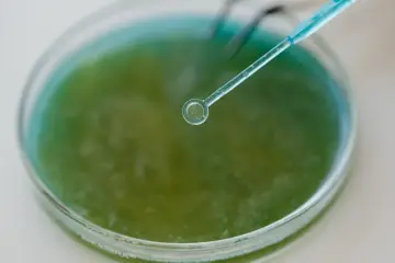 Seal, IA para modelar la regulación génica y el efecto de variantes en el cerebro humano en desarrollo
