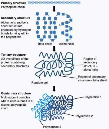 Fotografía de archivo que ilustra: Google DeepMind libera predicciones de estructuras de proteínas del SARS-CoV-2 con AlphaFold