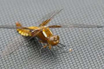 Odyssey muestra un agente virtual con el conectoma de una mosca volando en un mundo generado por IA