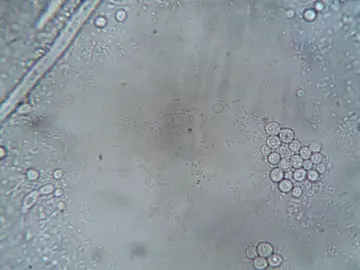 Video ganador de concurso de microscopía genera controversia por uso indebido de IA