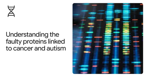 AlphaFold revela estructura de proteínas KCTD vinculadas a cáncer y autismo