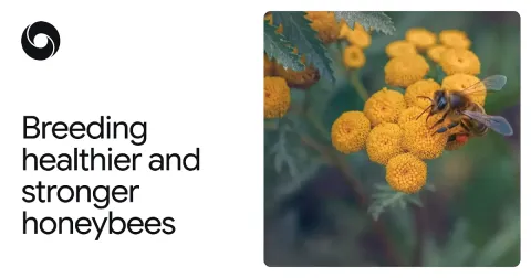 AlphaFold acelera programas de reproducción de abejas más resistentes