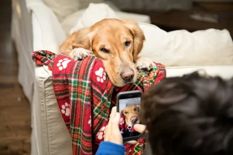 Samsung lanza función de diagnóstico veterinario con IA en SmartThings