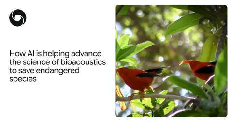 Google DeepMind lanza actualización de Perch para analizar audio de especies en peligro