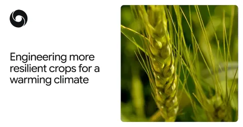 AlphaFold ayuda a diseñar cultivos más resistentes al calor para la agricultura