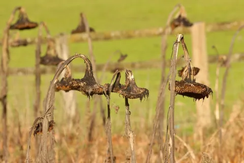 Agricultor pierde 10 hectáreas de sésamo tras seguir recomendaciones erróneas de IA