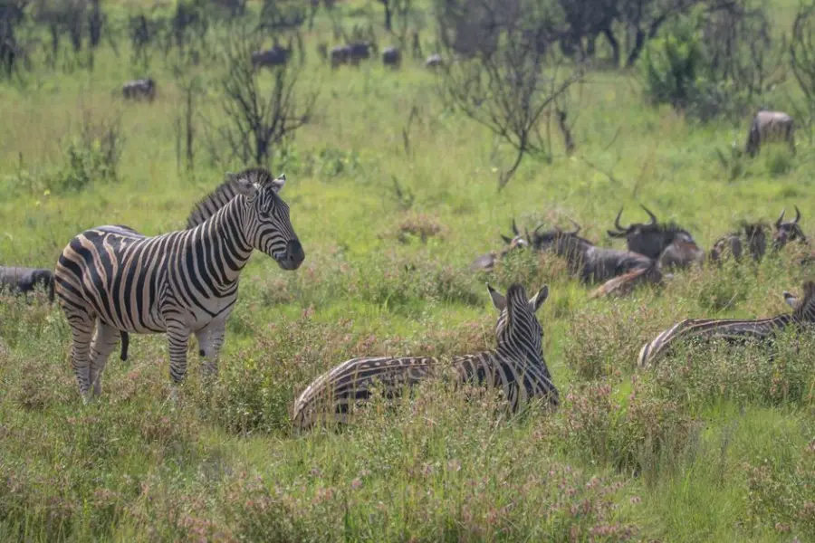 Fotografía de archivo que ilustra: DeepMind entrena modelos para detectar y contar fauna en Serengeti automáticamente