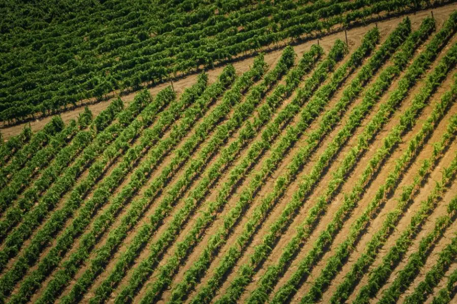 Sistema español de drones y sensores de IA optimiza riego en olivos y pistachos