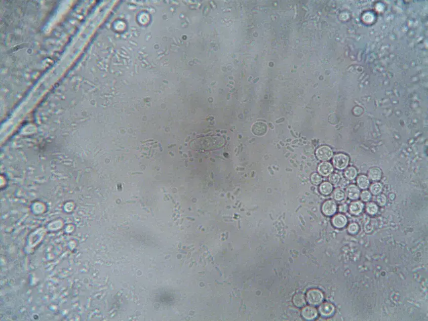 Video ganador de concurso de microscopía genera controversia por uso indebido de IA