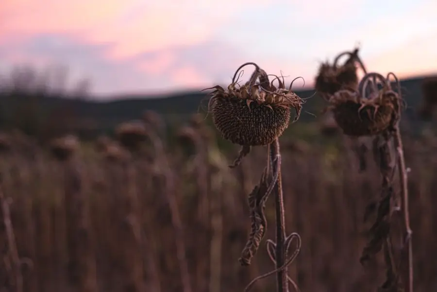 Fotografía de archivo que ilustra: Agricultor pierde 10 hectáreas de sésamo tras seguir recomendaciones erróneas de IA