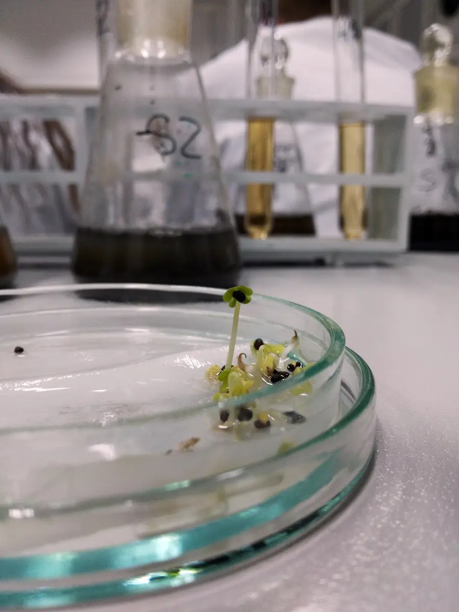 Fotografía de archivo que ilustra: Organoides cerebrales cultivados en laboratorio podrían reemplazar redes neuronales artificiales