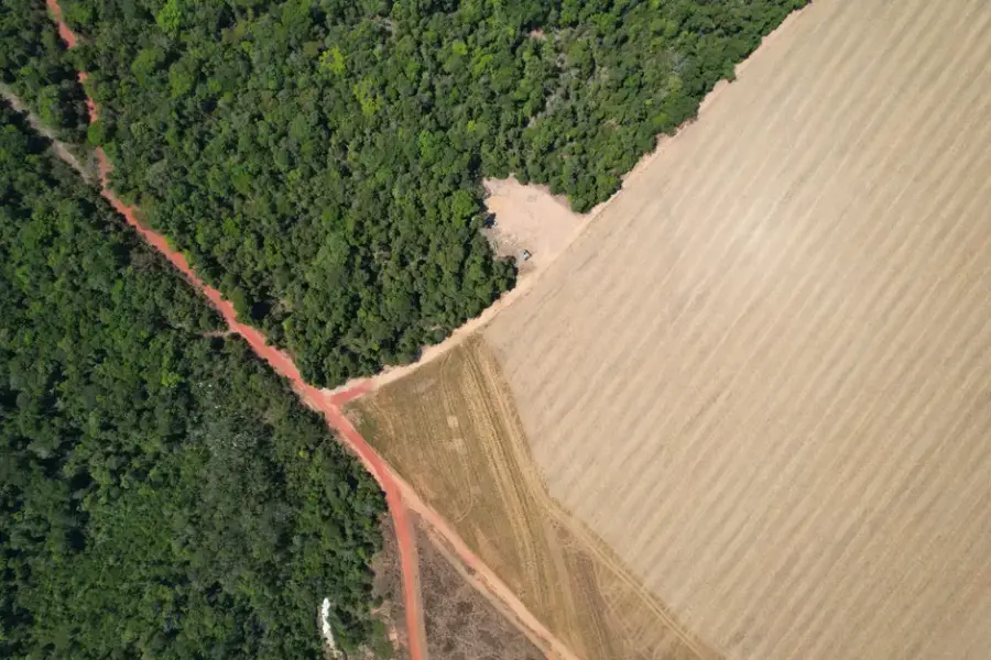 Fotografía de archivo que ilustra: Google DeepMind y WRI publican ForTy, un mapa global que clasifica bosques y plantaciones con IA