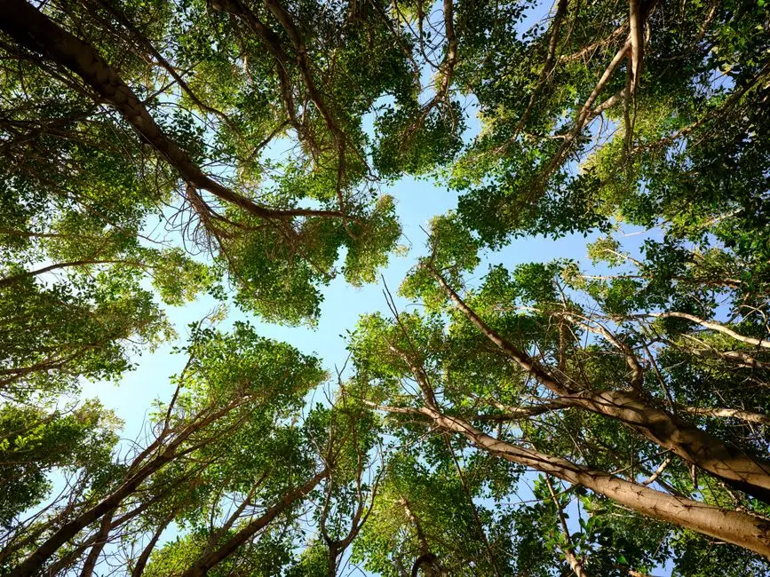 Fotografía de archivo que ilustra: Google DeepMind publica herramientas de IA para mapear especies y predecir deforestación