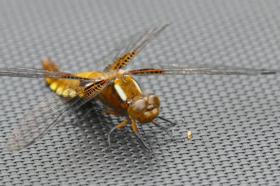 Odyssey muestra un agente virtual con el conectoma de una mosca volando en un mundo generado por IA