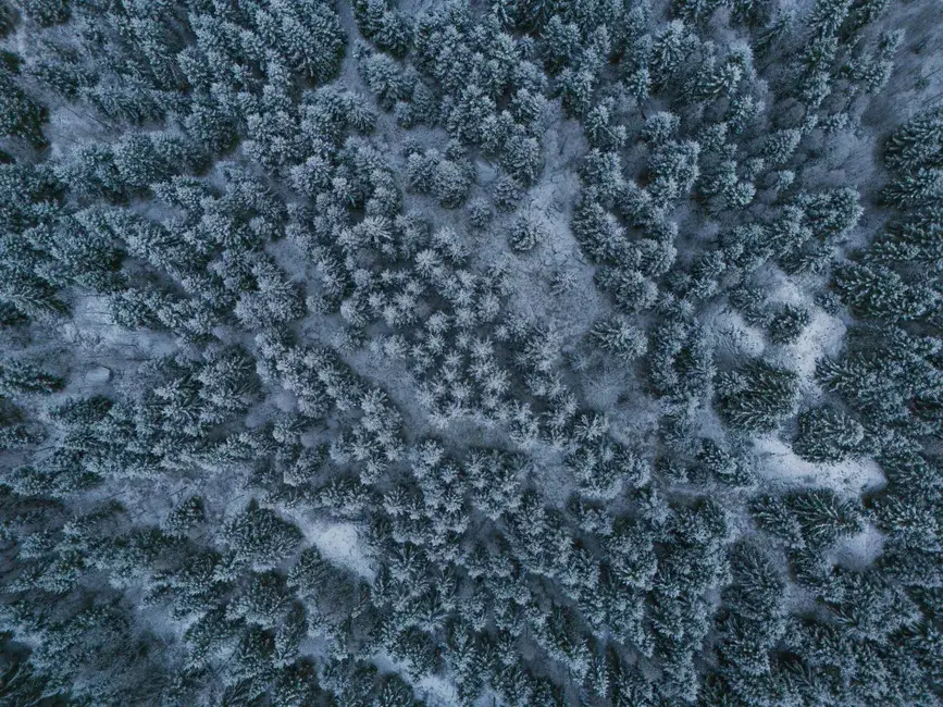 Finlandia paraliza las obras de dos centros de datos de Google por talar bosque antes de la evaluación ambiental