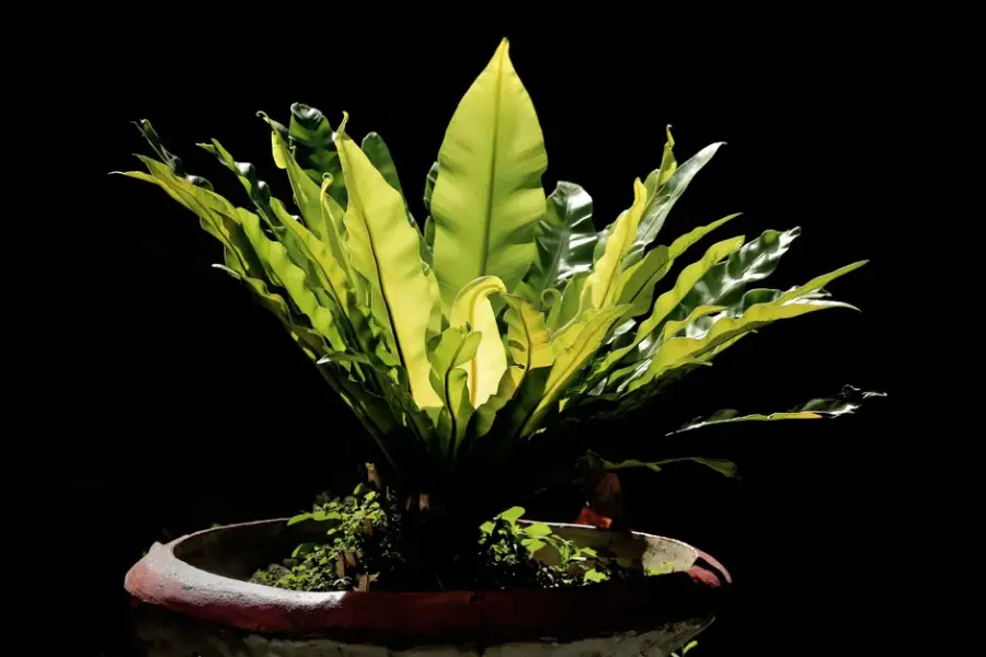 Fotografía de archivo que ilustra: Electric Plant levanta 11,2 millones para una IA que interpreta señales eléctricas de las plantas