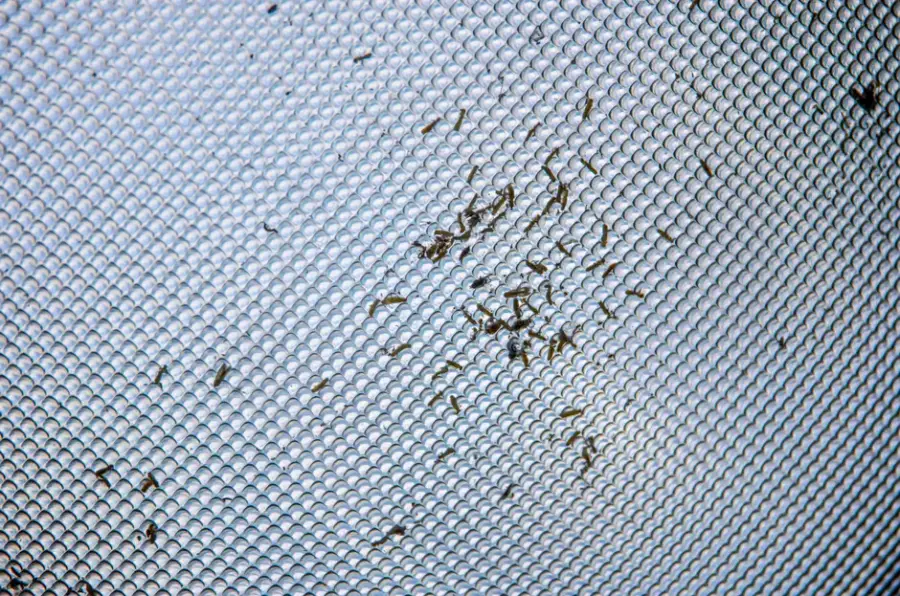 Fotografía de archivo que ilustra: Startup estadounidense Mosqitter usa IA y una red de dispositivos para identificar mosquitos y vigilar sus…