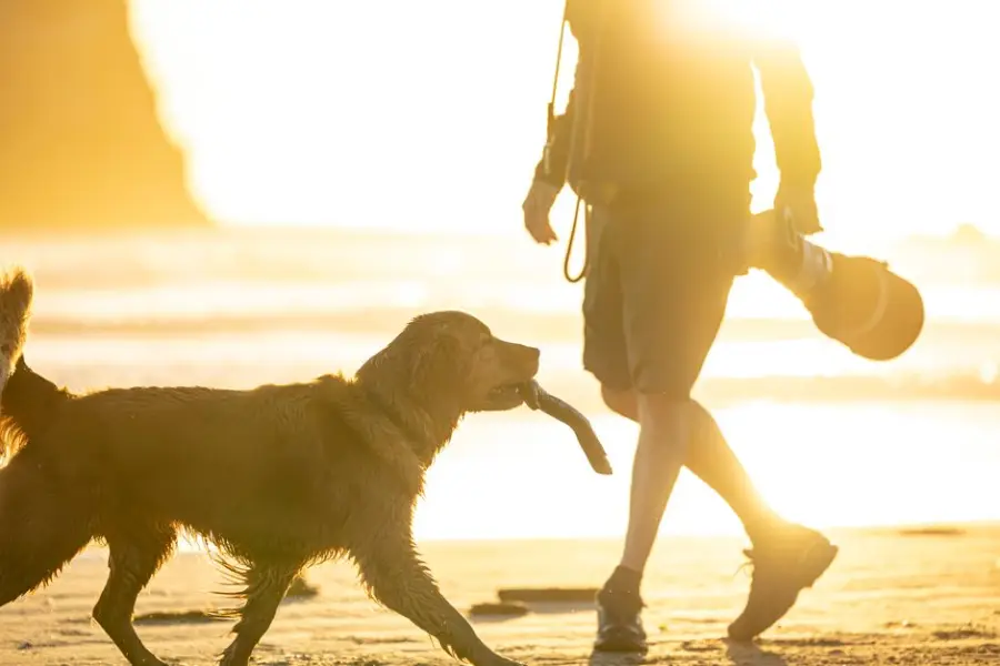 Fotografía de archivo que ilustra: Samsung integra diagnóstico veterinario con IA en SmartThings Pet Care