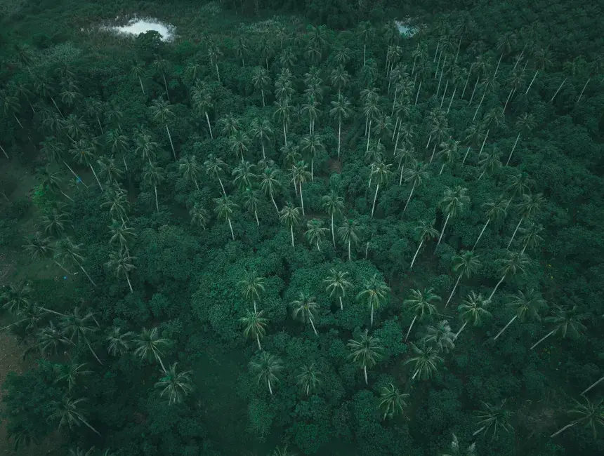 Fotografía de archivo que ilustra: Google DeepMind publica un mapa global de 10 metros que clasifica los tipos de bosque y sus cambios anuales