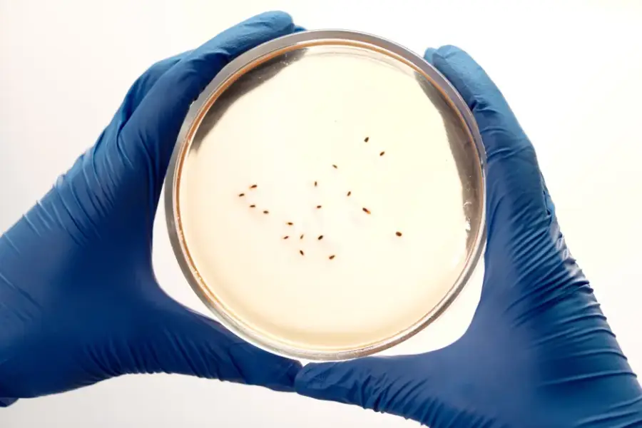 Google presenta Antigravity para acelerar la búsqueda de péptidos antimicrobianos
